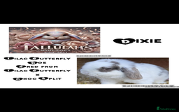 Mini Lion Lop rabbits for sale: Mini lops - Image 2