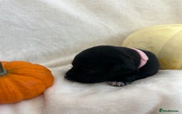 Patterjack dogs for sale: Patterdale x jackrussel  - Image 10