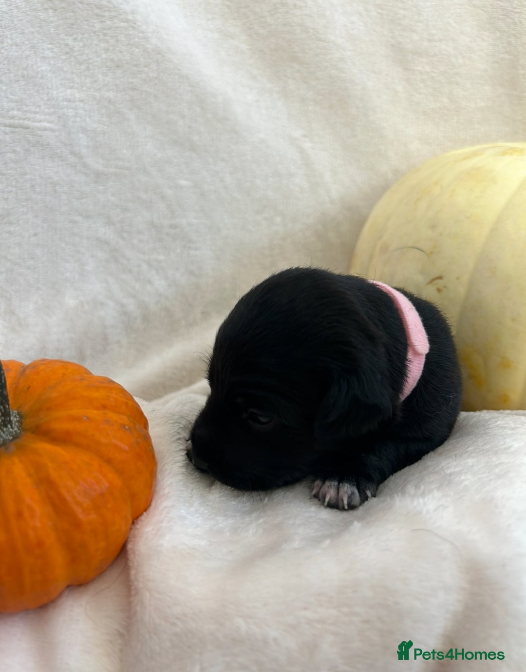 Patterjack dogs for sale: Patterdale x jackrussel  - Image 10