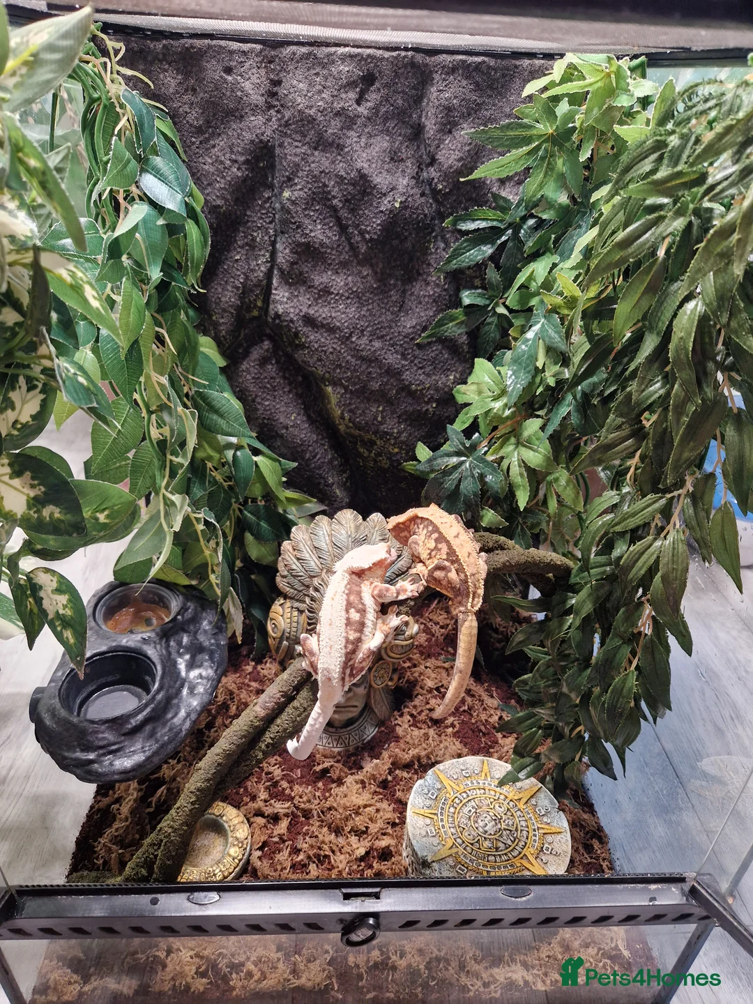 Gecko reptiles for sale: Breeding pair of crested geckos with set up - Advert 2