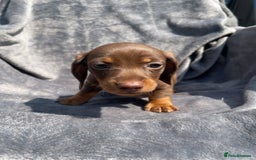Miniature Dachshund dogs for sale: KC Reg Pedigree Mini Smooth Haired Dachshunds - Image 10