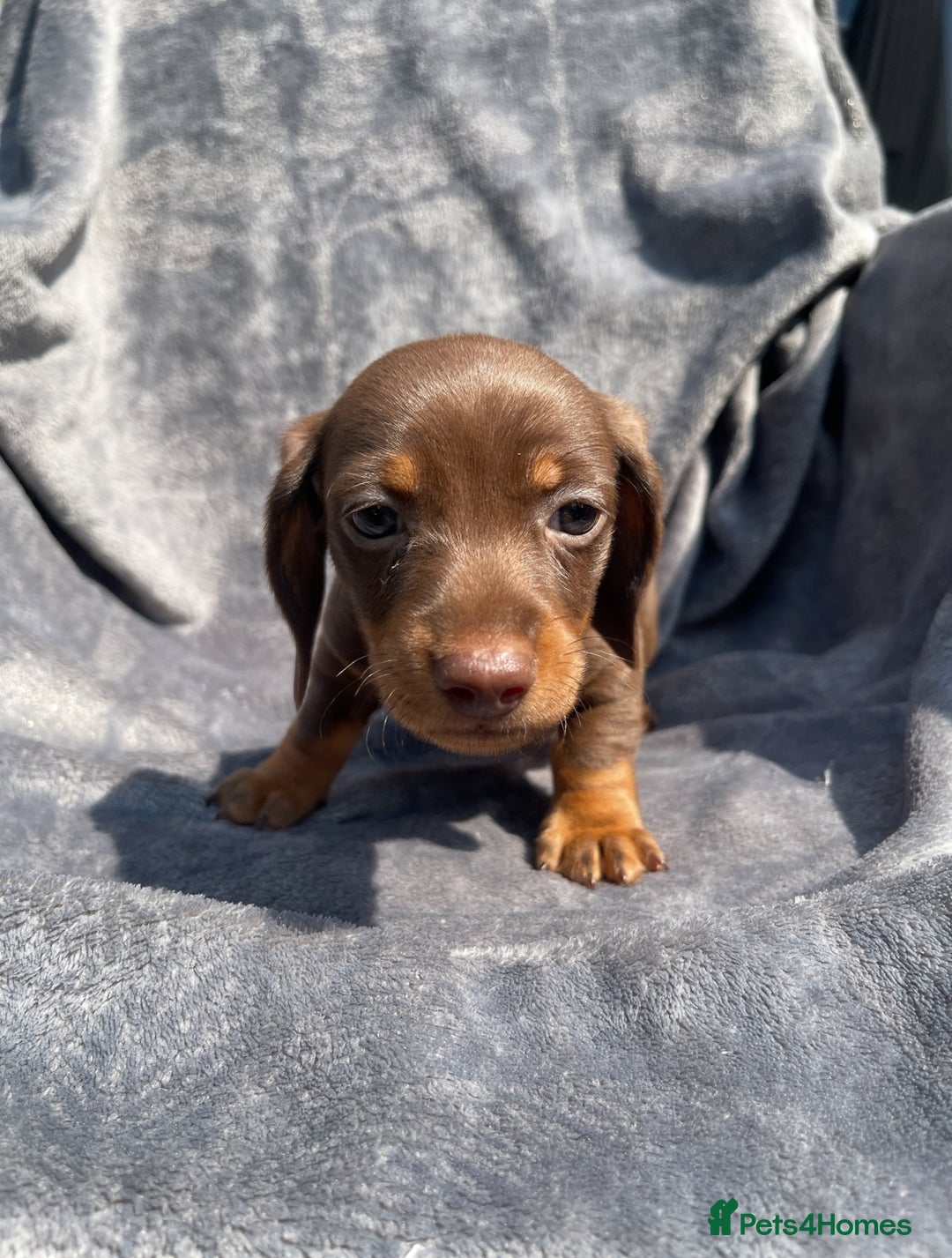 Miniature Dachshund dogs for sale: KC Reg Pedigree Mini Smooth Haired Dachshunds - Image 10
