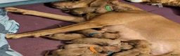 Hungarian Vizsla dogs for sale: Vizsla Puppies Looking for Their Forever Homes 🐾 in Saint Asaph - Advert 6