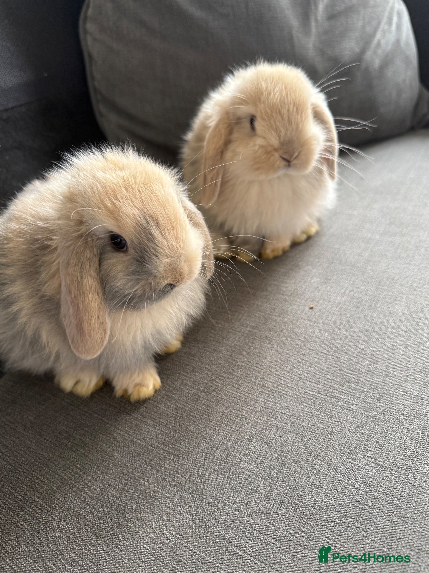 Mini Lop rabbits gorgeous babies   💙🐰 - Advert 2