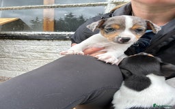 Jack Russell dogs for sale: Gorgeous Jack Russell Boys - Image 9