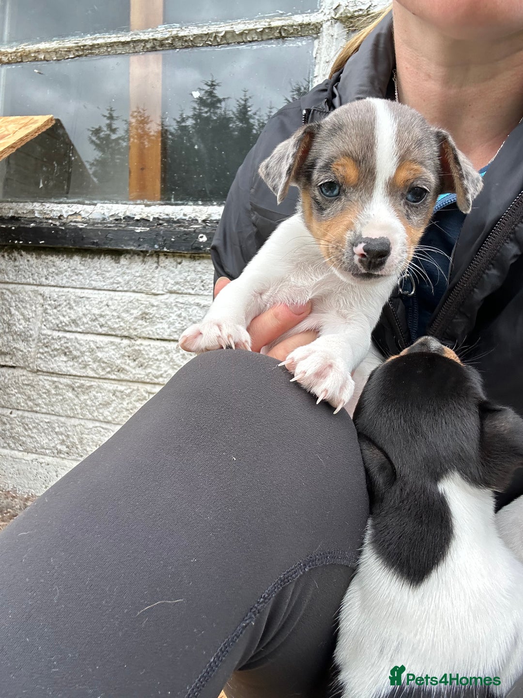 Jack Russell dogs for sale: Gorgeous Jack Russell Boys - Image 9