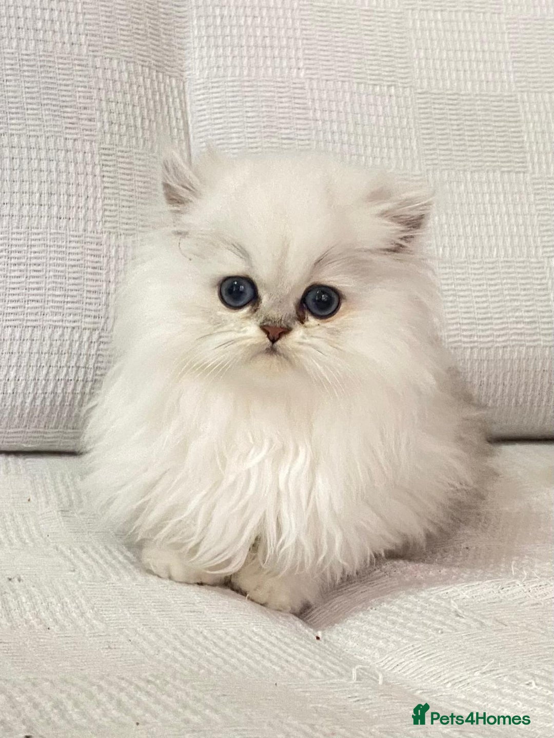 Persian cats for sale: Persian kitten - Advert 8