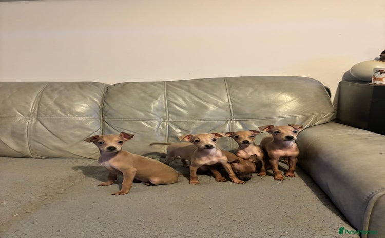 Italian Greyhound dogs KC ITALIAN GREYHOUND PUPPIES FOR NEW HOMES - Advert 1