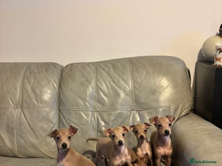 Italian Greyhound dogs KC ITALIAN GREYHOUND PUPPIES FOR NEW HOMES - Advert 3
