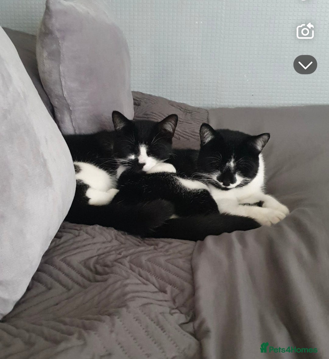 American Shorthair cats for sale: 2 beautiful Boy Cats (brothers) - Advert 6