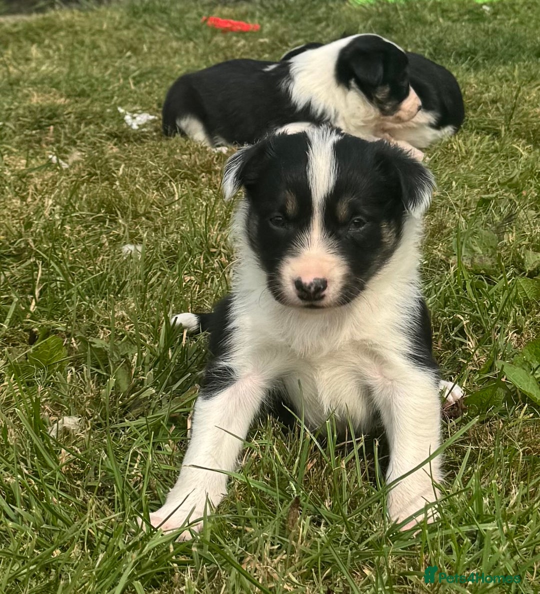 Border Collie dogs for sale: Border Collie Puppies for sale - Image 6