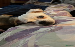 Chug dogs for sale: 1yr chug - Image 1