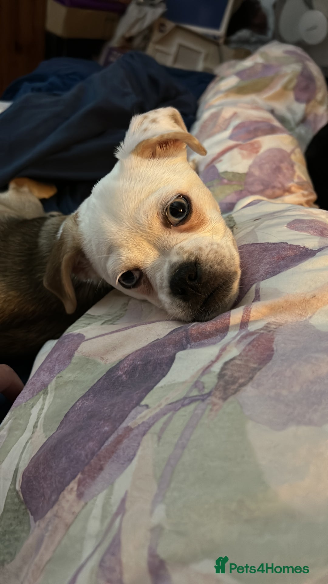 Chug dogs for sale: 1yr chug - Image 1