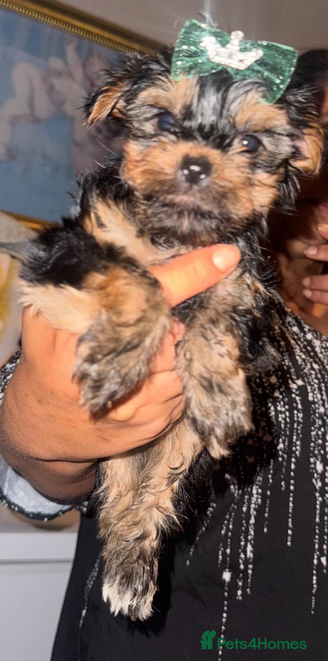 Yorkshire Terrier dogs for sale: Yorkshire terrier , male ,female  - Image 2