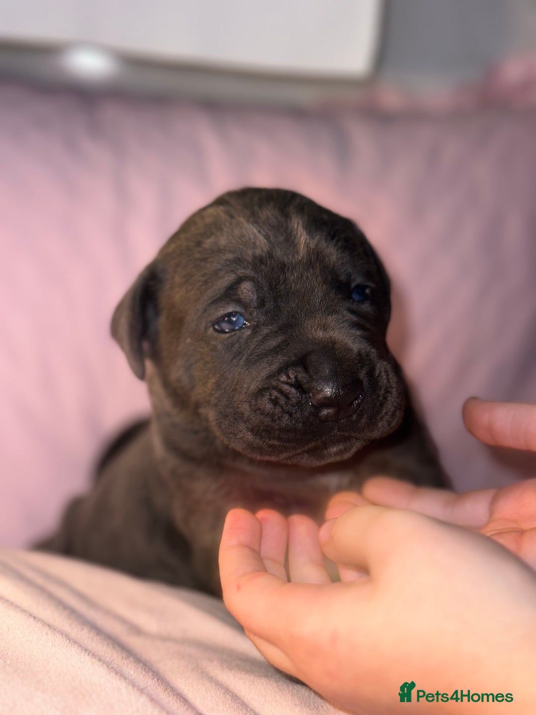 Cane Corso dogs for sale: Cane corso IKC/FCI  - Advert 26