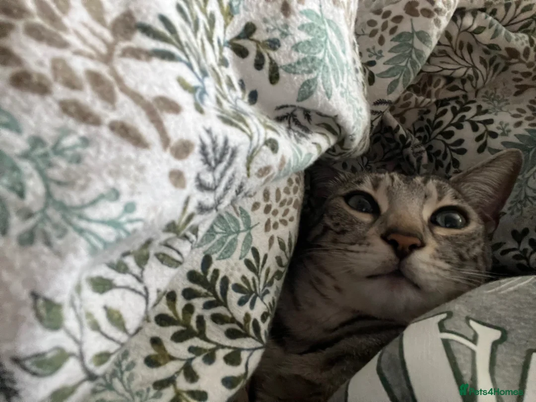 Bengal cats for sale: Silver Bengal Rehome - Advert 5