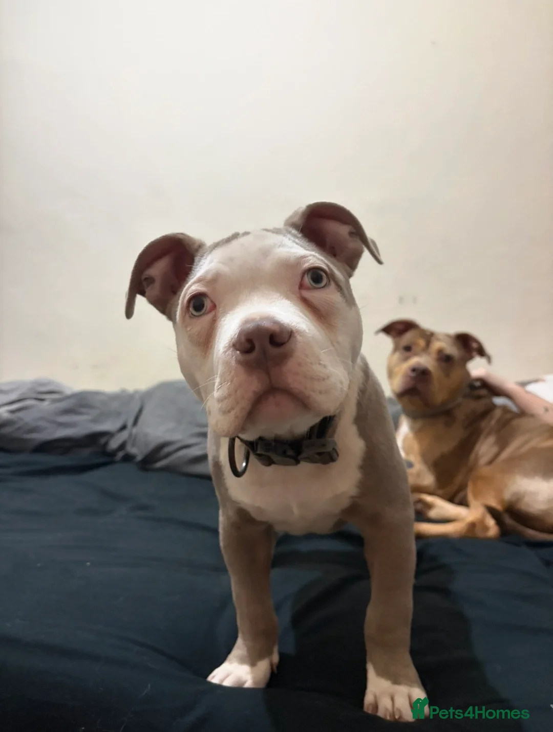 American Bully dogs for sale: Male American pocket bully  - Advert 2