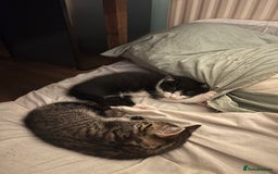 Mixed Breed cats for sale: Cuddly Kittens  - Image 8