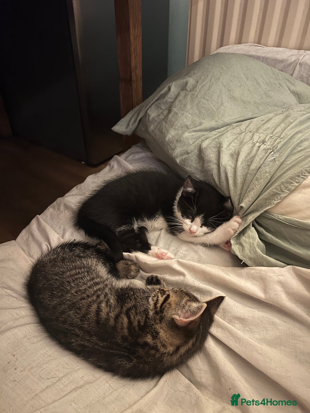 Mixed Breed cats for sale: Cuddly Kittens  - Image 8