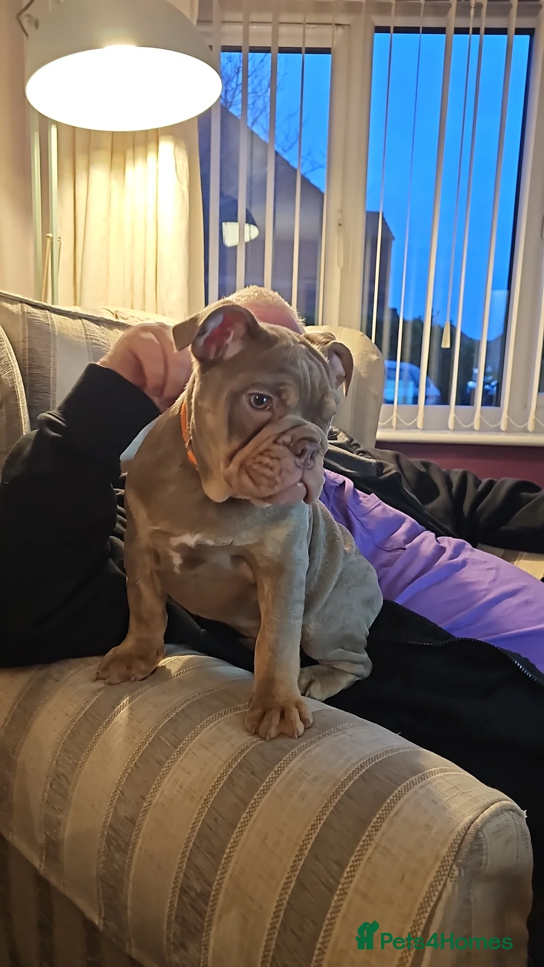 English Bulldog dogs for sale: English Bulldog - Advert 2