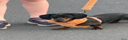 Miniature Dachshund dogs for sale: Blue Dapple Adult Female  - Advert 7