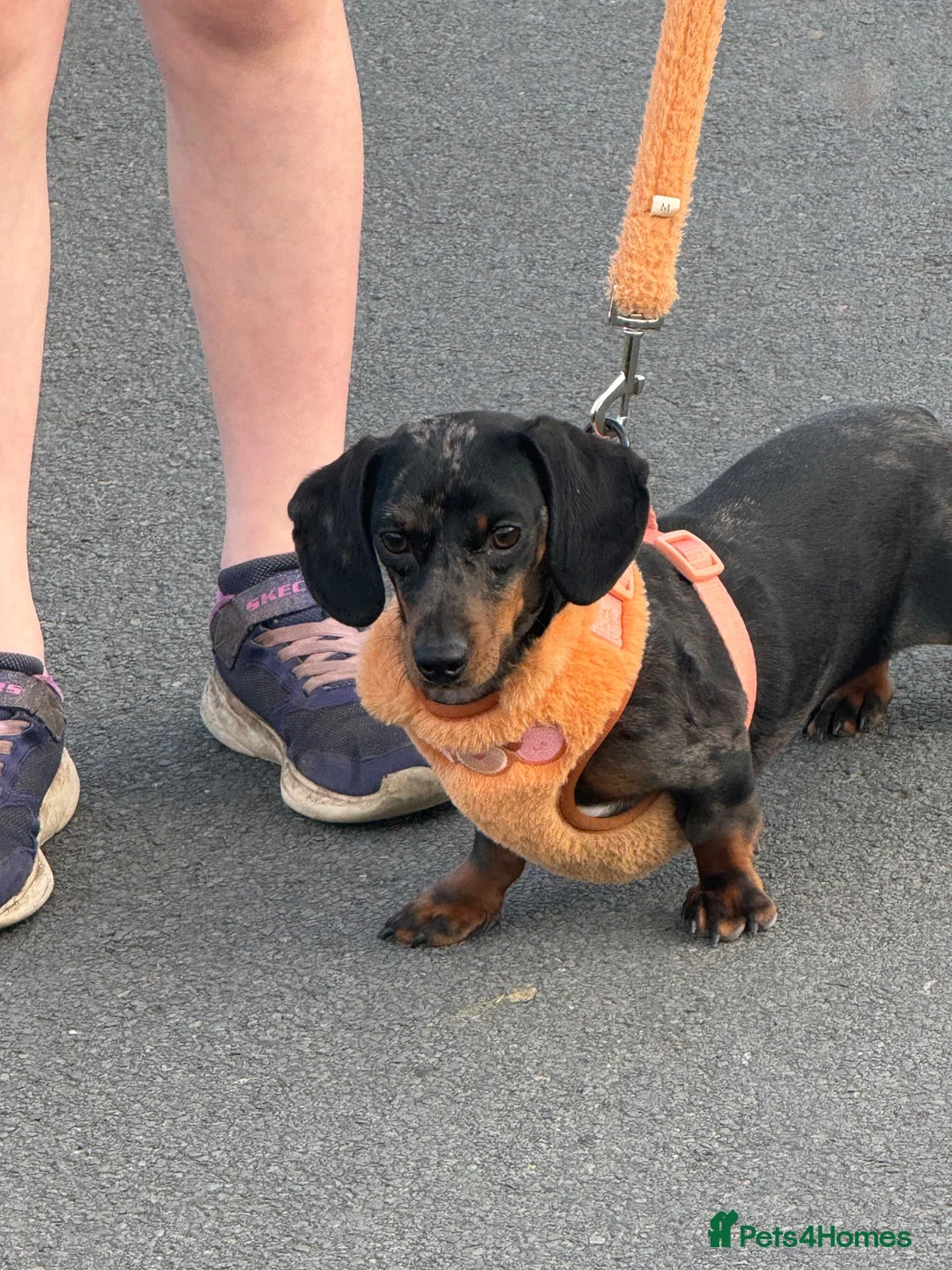 Miniature Dachshund dogs for sale: Blue Dapple Adult Female  - Advert 7