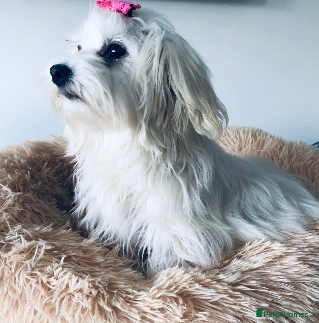 Maltese dogs for sale: Maltese Girl. - Image 2