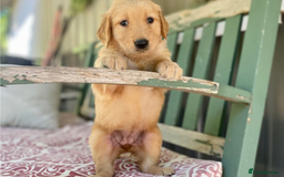 Golden Retriever dogs for sale: Beautiful Golden Retriever Puppies – Family Raised - Image 8