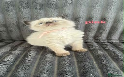 Ragdoll cats for sale: 5 Adorable Ragdoll Kittens🐾 - Image 30
