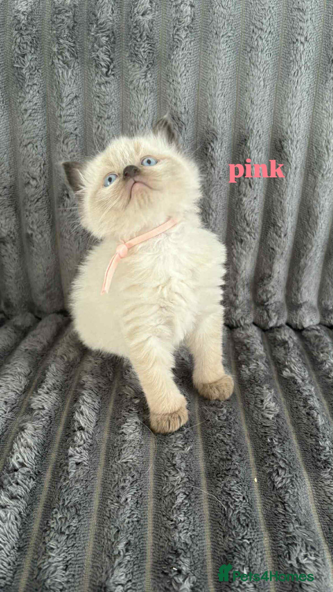 Ragdoll cats for sale: 5 Adorable Ragdoll Kittens🐾 - Image 30