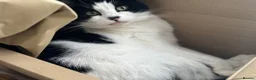Mixed Breed cats for sale: Boo- Elderly girl - Advert 4