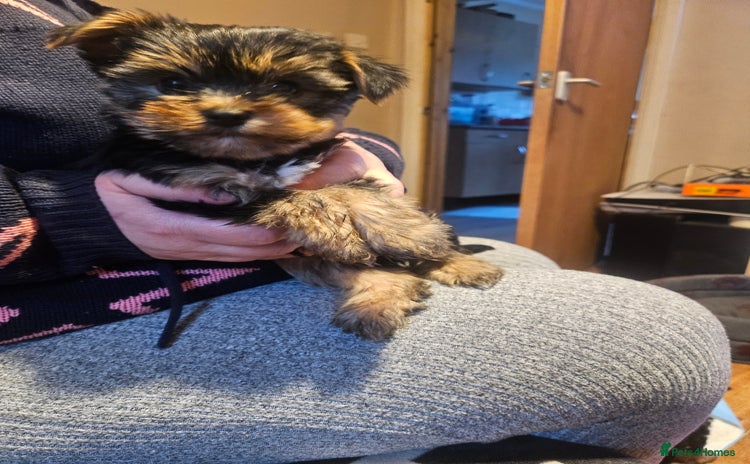 Yorkshire Terrier dogs - Advert 10