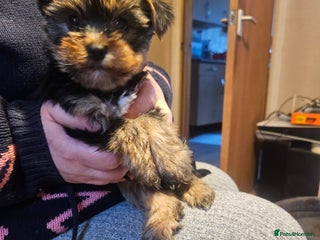 Yorkshire Terrier dogs - Advert 5