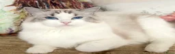 Ragdoll cats for sale: Show Line Ragdoll Seal Lynx Bicolour Girl - Advert 3
