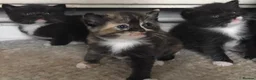 British Shorthair cats for sale: Adorable kittens girls and boys available  - Advert 16
