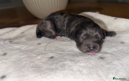 Cockapoo dogs for sale: Cockerpoo FB1 ready to leave  **  Eve  - Image 9