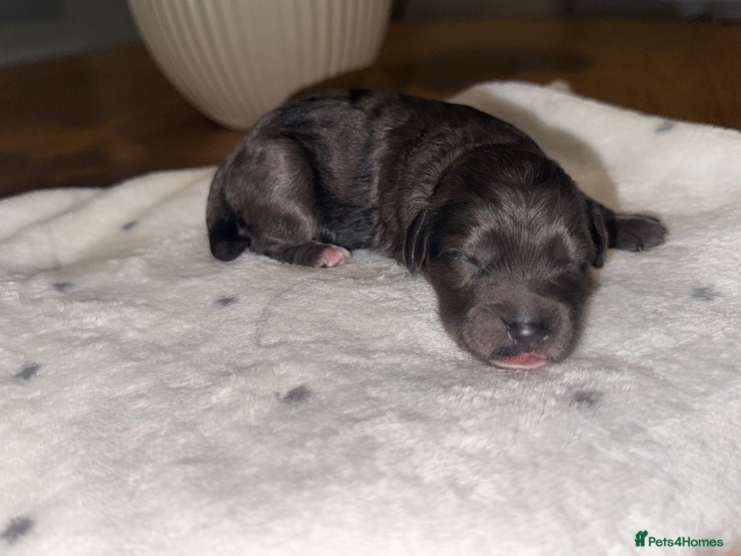 Cockapoo dogs for sale: Cockerpoo FB1 ready to leave  **  Eve  - Image 9