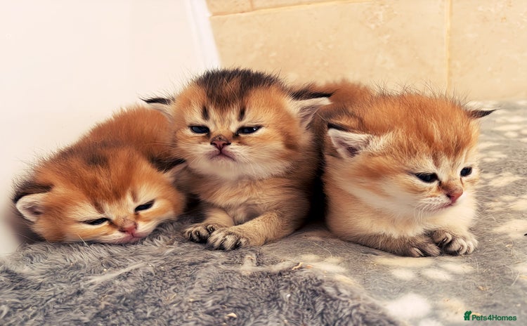 British Shorthair cats - Advert 4