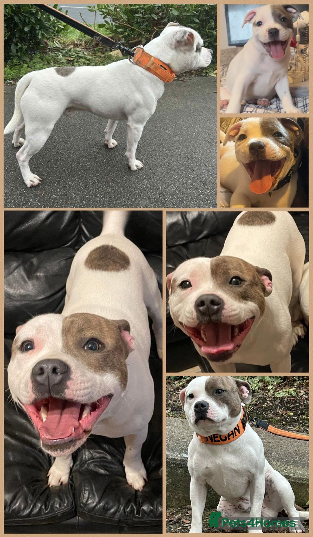 Staffordshire Bull Terrier dogs for sale: Beautiful Staffordshire Bull Terrier Boys ✨ - Image 9