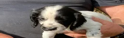 Cocker Spaniel dogs for sale: Cocker Spaniel Pups, Working Type, KC Reg - Advert 8