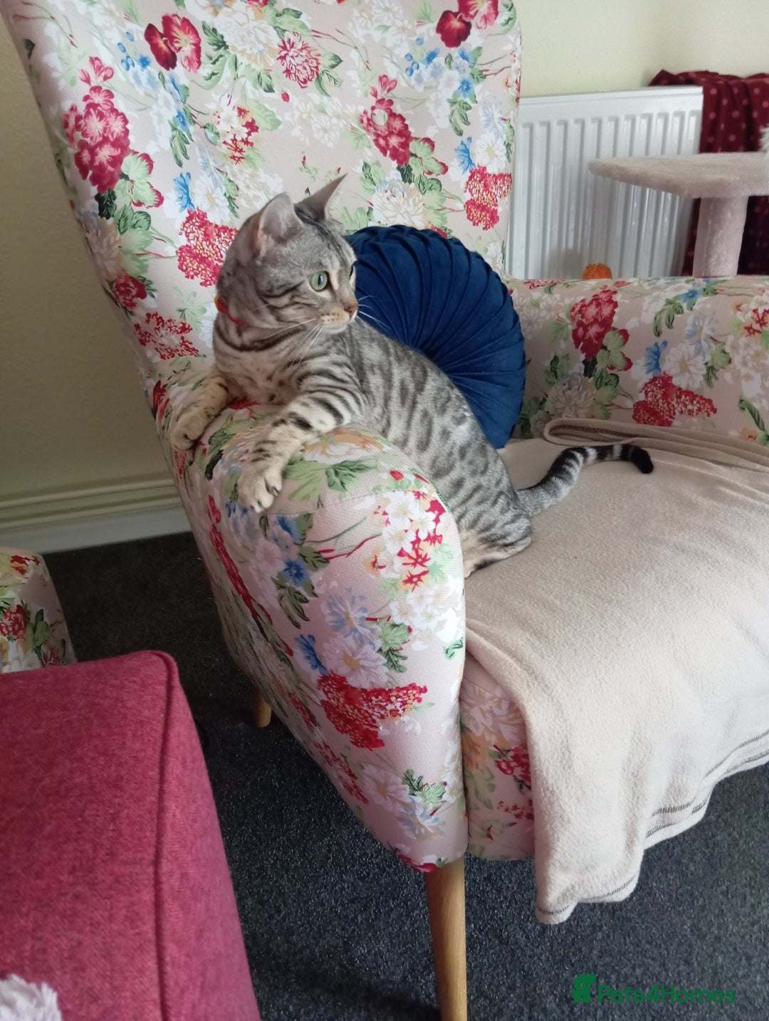 Bengal cats for sale: Silver spotted female Bengal cat  - Advert 2