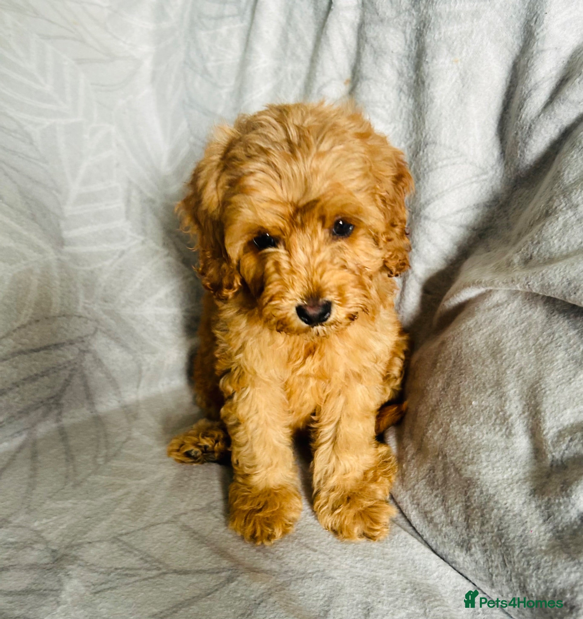 Cockapoo dogs F1b cockapoo, Ready to leave   - Advert 4