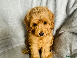 Cockapoo dogs F1b cockapoo, Ready to leave - Advert 4