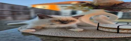Ragdoll cats for sale: Last male Ragdoll kitten ready 2b rehomed (orange) - Advert 9