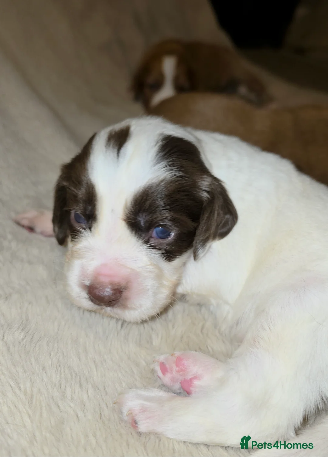 Cocker Spaniel dogs for sale: Cocker spaniel pups ready NEXT WEEK - Advert 18