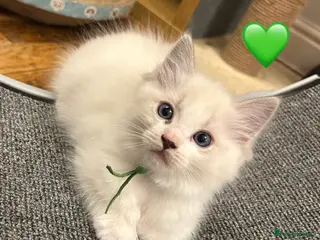 Ragdoll cats 😻 BLUE MITTED & BI COLOUR MALE RAGDOLL KITTENS 😻 - Advert 12