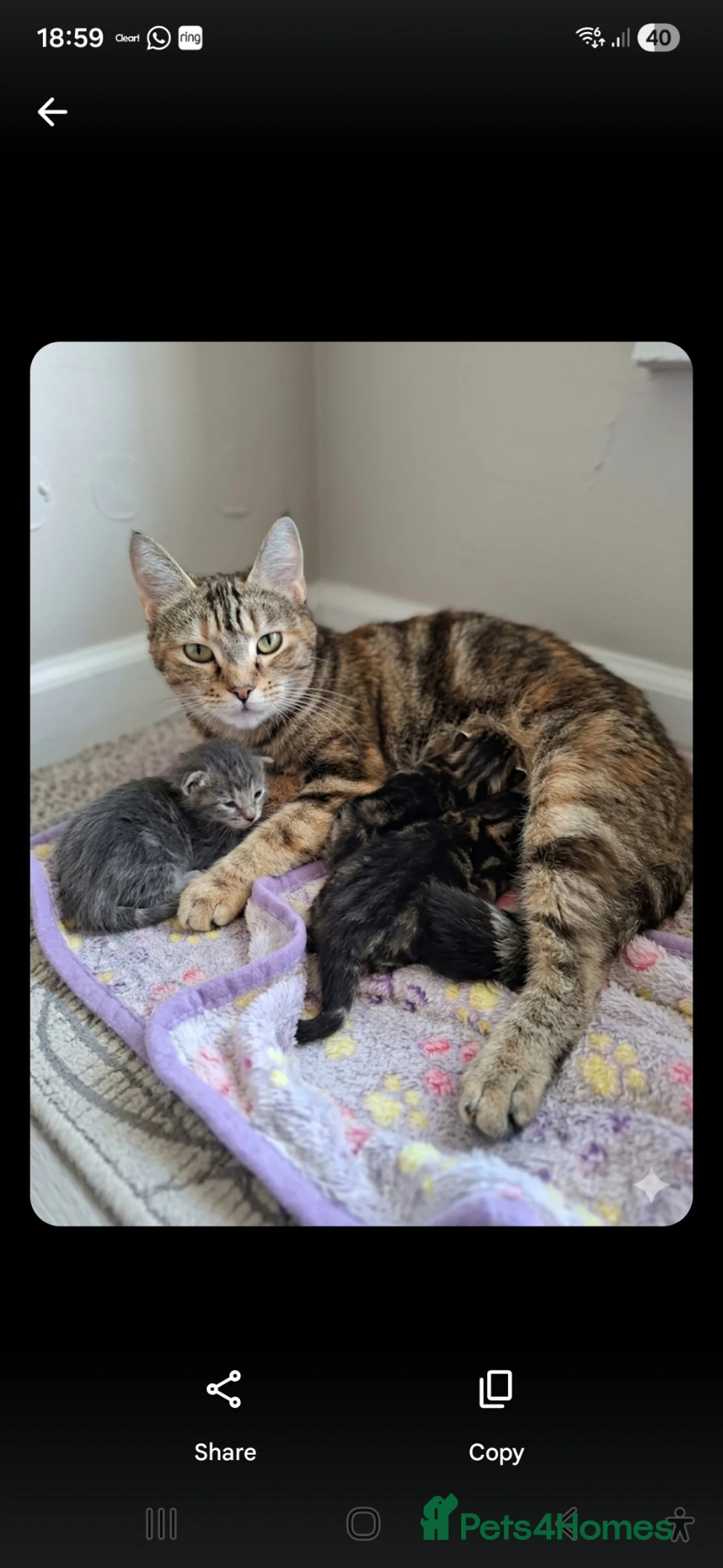 Mixed Breed cats for sale: Mollys babies  - Advert 1
