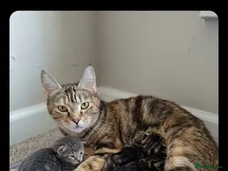 Mixed Breed cats Mollys babies - Advert 3