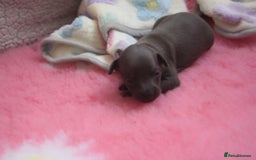 Italian Greyhound dogs for sale: Beautiful Italian greyhounds - Polish Bloodlines - Image 7