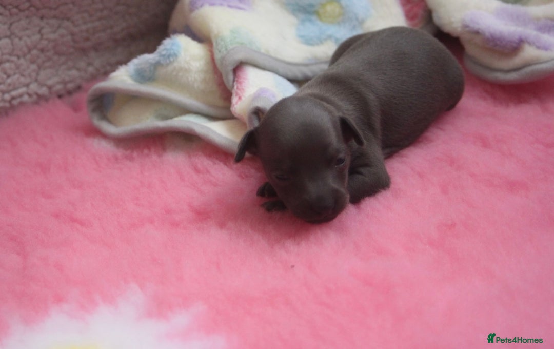 Italian Greyhound dogs for sale: Beautiful Italian greyhounds - Polish Bloodlines - Image 7